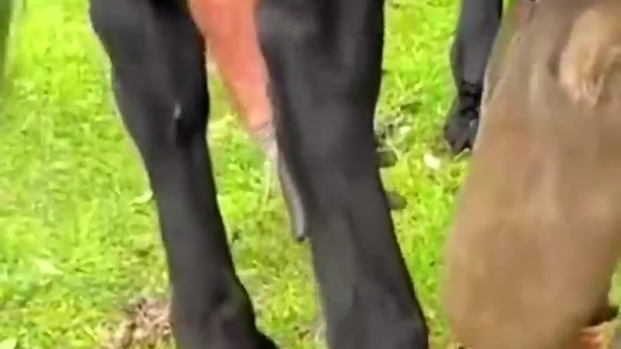 LIFE CHANGES HORSE