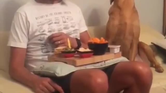 Funny 😂 - Dog steal glances at owner's food.