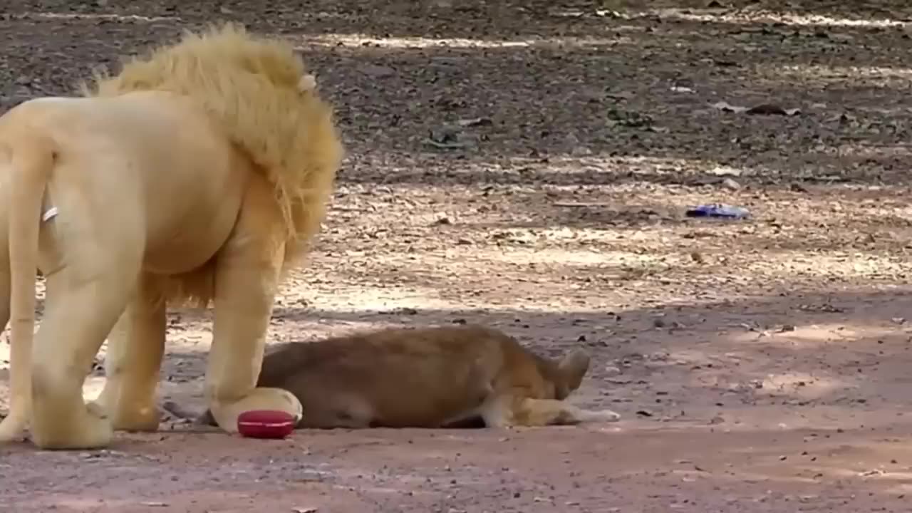 Prank Dog Funny & fake Lion and Fake Tiger