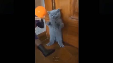 Cute and funny pets Compilation 2 6/7/21