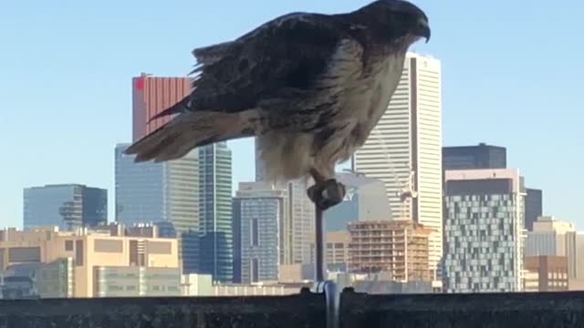 Urban hawk leaves "surprise" on downtown balcony