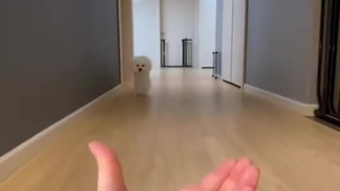 New Cute Dog Tricks For Owners