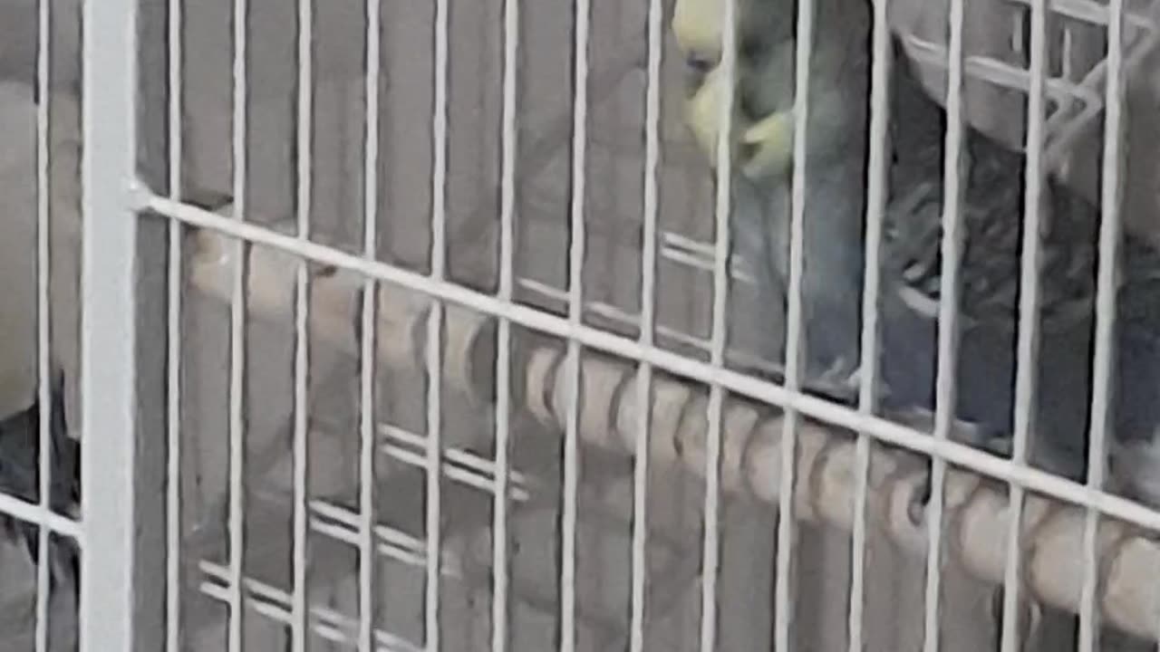 Crazy budgie mating