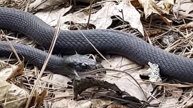 The snake eats the snake