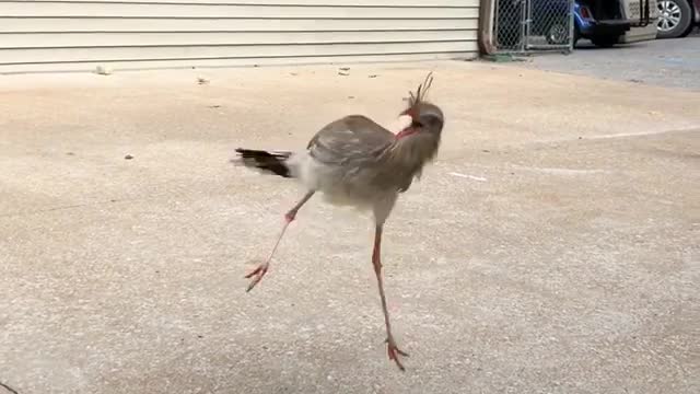 Red-Legged Seriema Jumps for Food