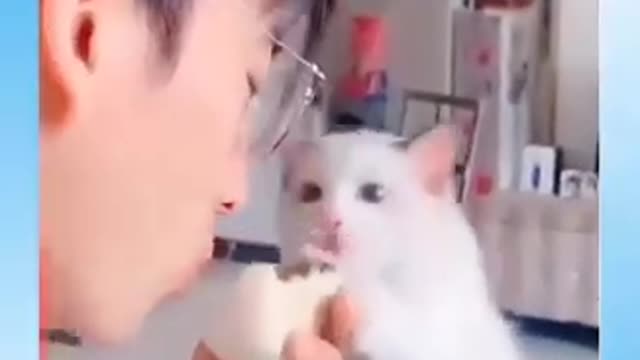 Best of The 2022 Funny Cat Videos