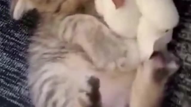 Cute cats - 10
