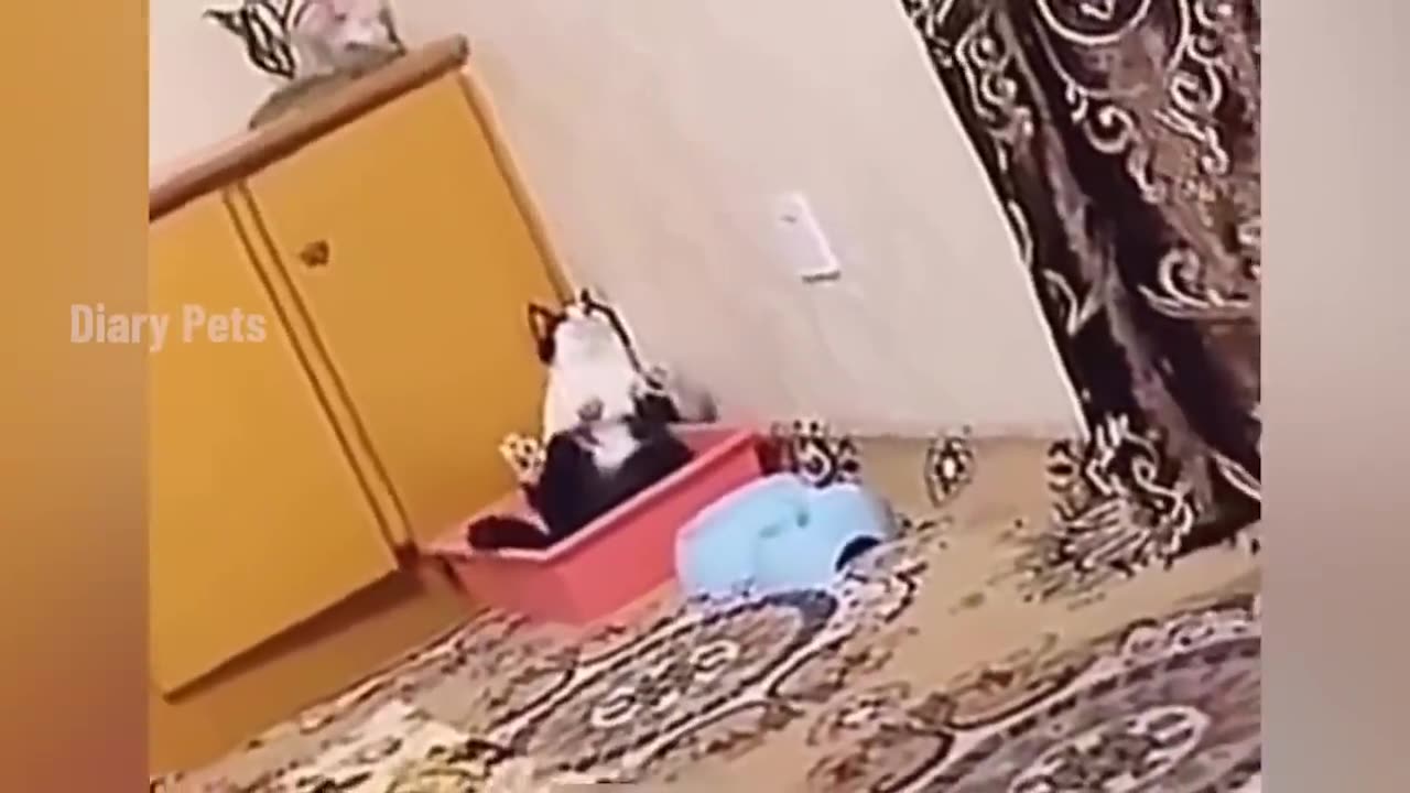 Cat dog funny