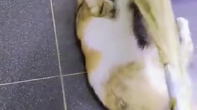 (MY CAT) She RUINED my BROOOOM