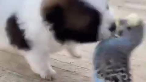 FUNNY DOGS WITH BIRDS MAXIMUM SHORTS THE CUTEEST ANIMAL PUPPIES