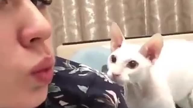 funny video of a cute cat playing with me