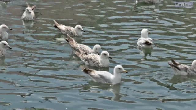 Lake gulls