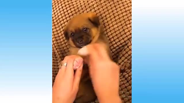 Cute and funny pets video compilation #2 - CUTENESS OVERLOAD!!!