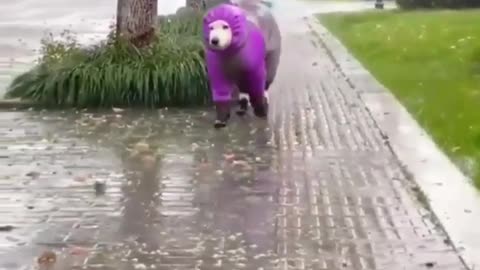 "Protecting Animals in the Rain"