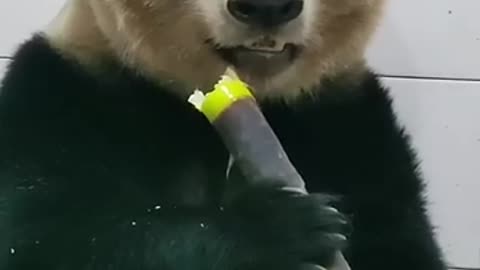 funny eating panda