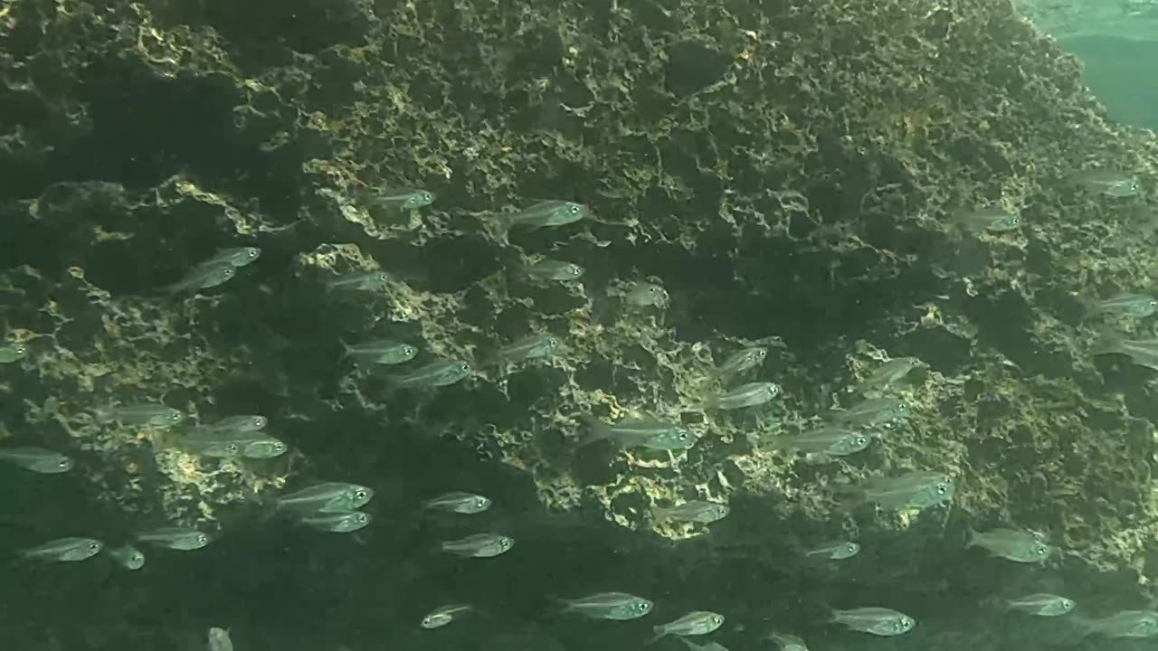 Underwater, so many fish swimming all around us!