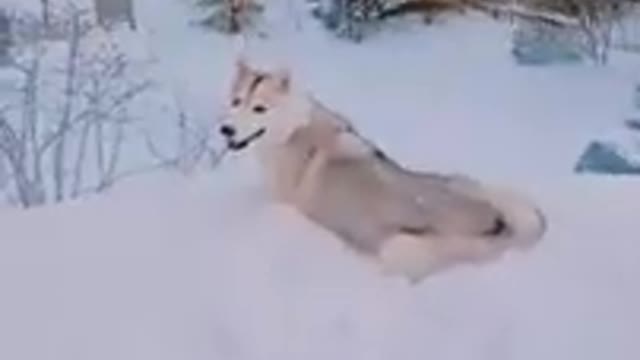 Husky REFUSES to Come Inside! (and EATS snow to prove she's not cold!)