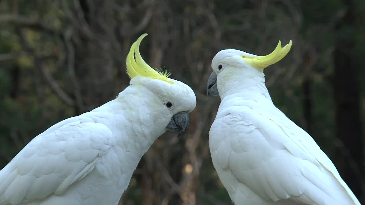 Lovely parrot playing together