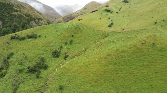 Drone Footage Of The Sheep Walking In The Mountain