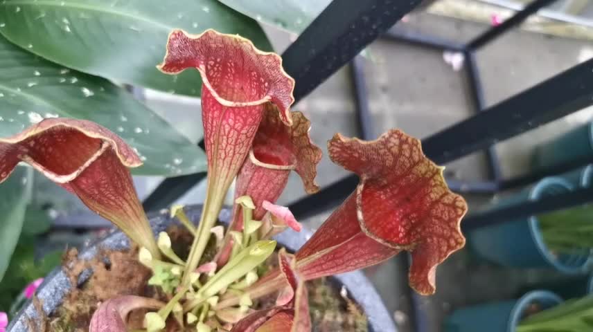 Interesting plant like trumpet or trap for insects