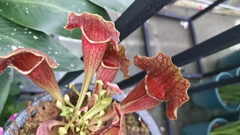 Interesting plant like trumpet or trap for insects