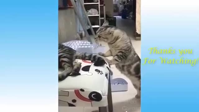 cute pets
