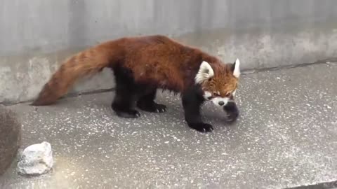 Look how the oldest Red Panda named Nam looks