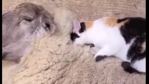 The cat and its owner the sheep