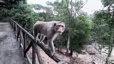 Risa de Animales Salvajes