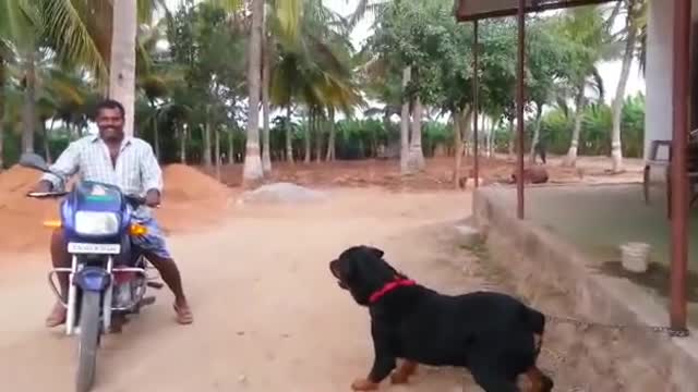 Rottweiler dog attacking