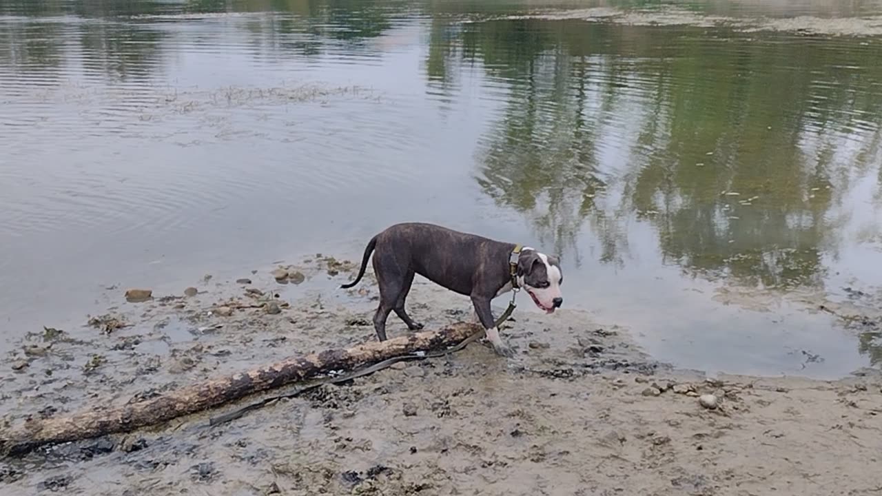 American Brindle Pitbull Staffordshire Playing in the Sandwash! Awesome Dog!