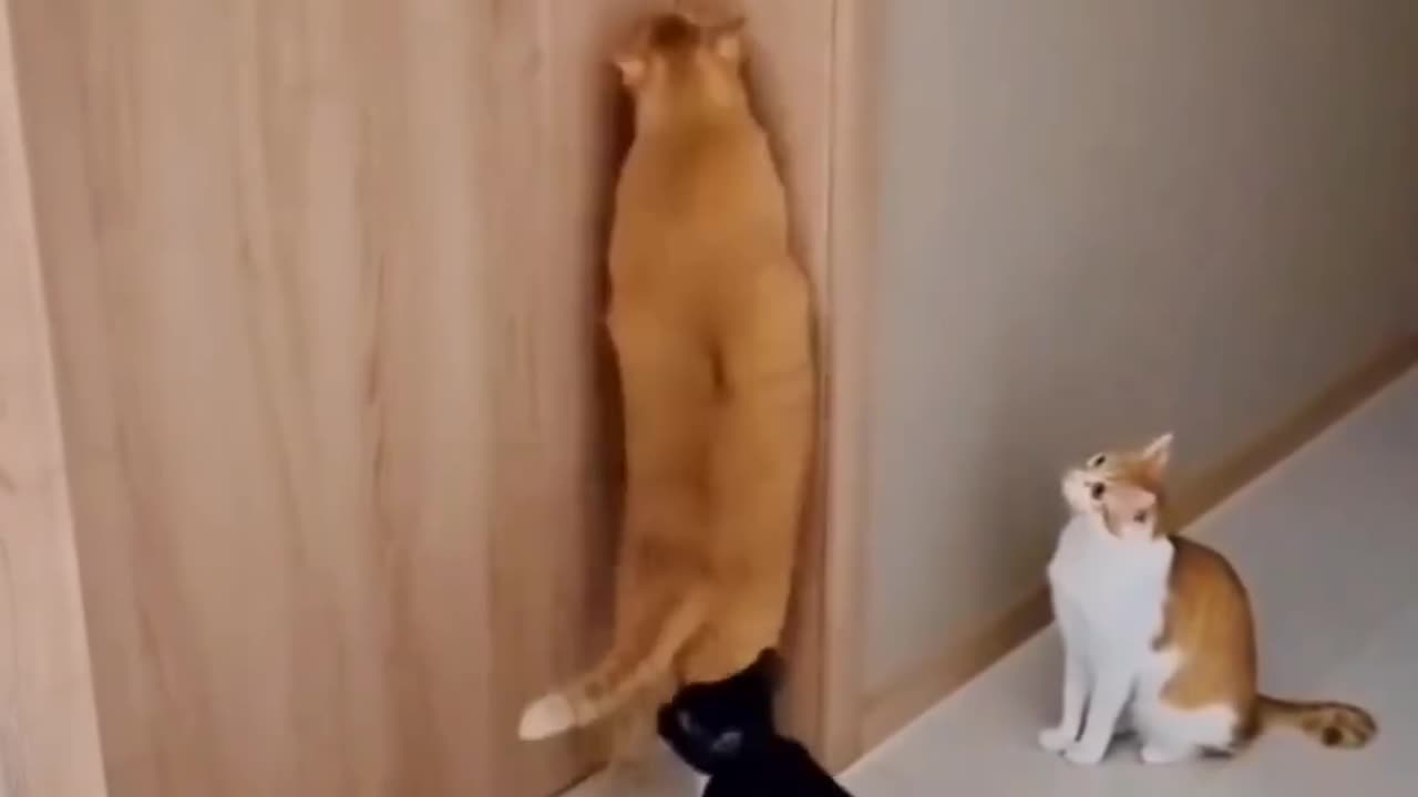 Funny 😂🤣 cat