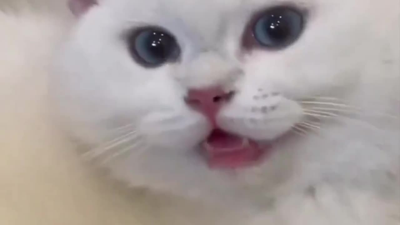 Cats funny videos|| cute cats 🥰