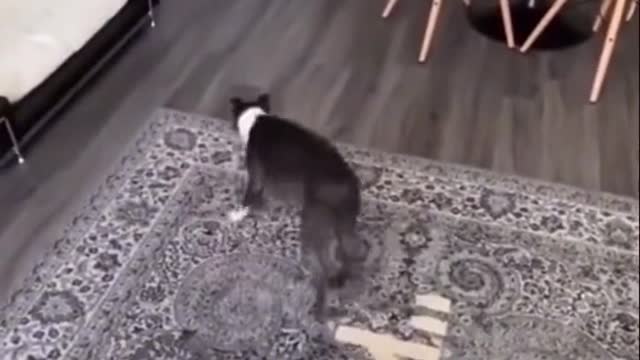fun, dog, poppy, beautiful, thriller,