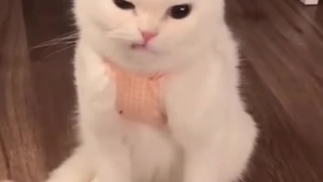 cute cat shorts❤#shorts #cat #cutecat