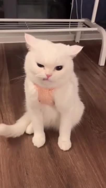 cute cat shorts❤#shorts #cat #cutecat