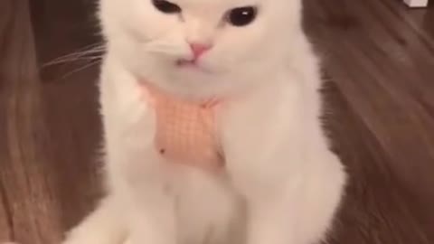 cute cat shorts❤#shorts #cat #cutecat