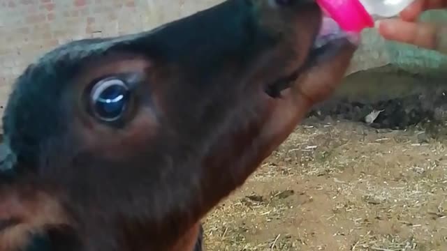 Cute little baby cow drink a milk