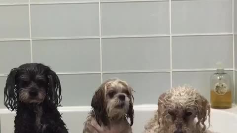 Three dogs in bathtub barking at owner