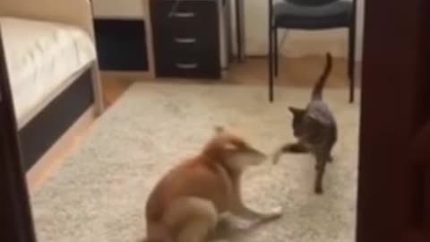 My Dog trying to impress her crush 😂😂😂