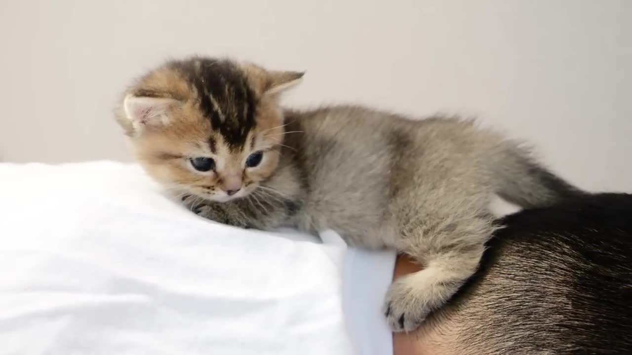 Kitten Kiki rides on the owner's back!