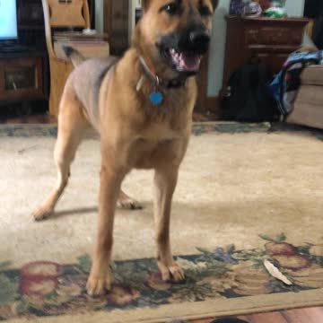 Maggie the dog tricks