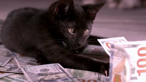 Cat Playing In Pile Of 100 Bills Slow Motion