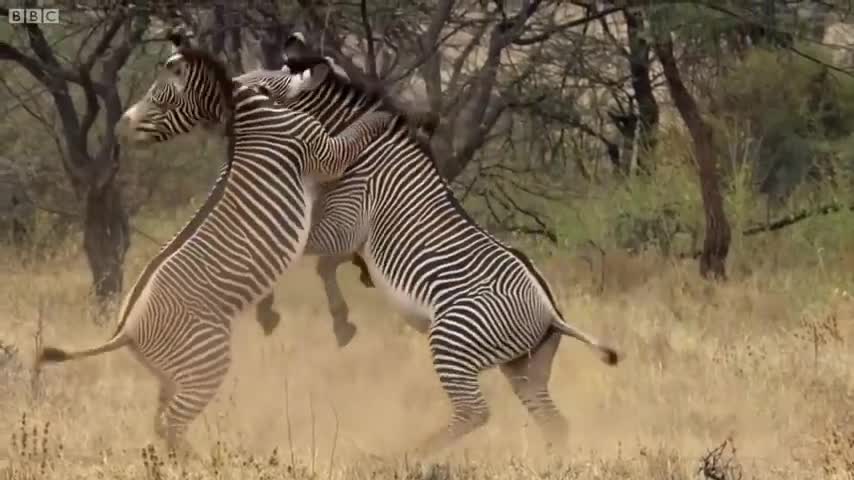 Best of African Animals | Top 5 | BBC Earth