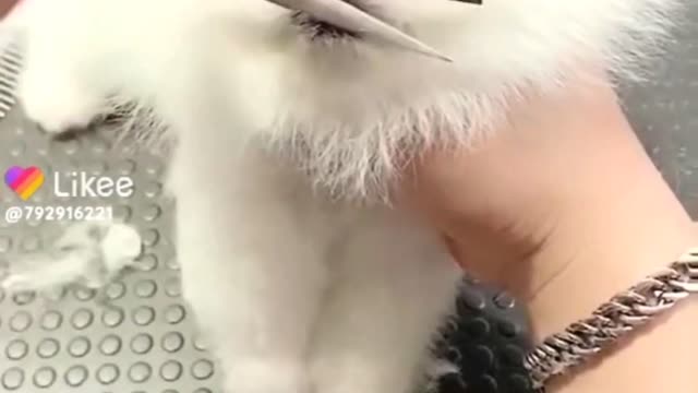 cute puppy funny videos