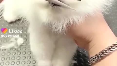 cute puppy funny videos