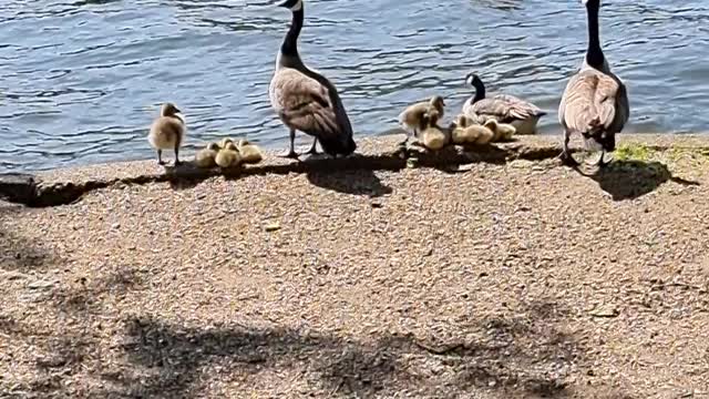 Geese Living the Life