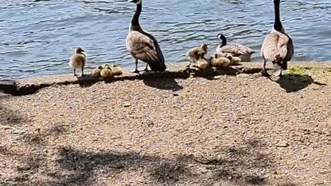 Geese Living the Life