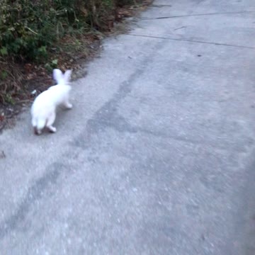 Rabbit stops and go while walking 😱
