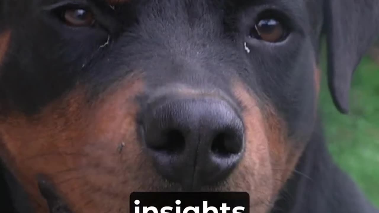 Rottweilers- Key Facts in Under 60 Seconds - Total Pet Tales - #pets #dogs #rottweiler #facts